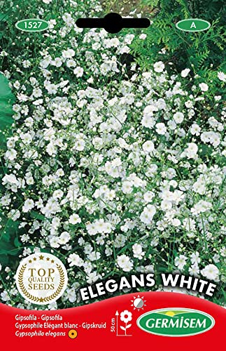 Germisem Graines Gypsophile Elégant blanc ELEGANS WHITE