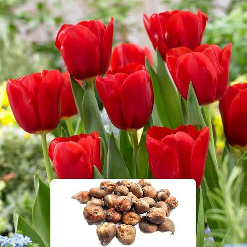20 Tulip Triumph Red Bulbs - Vibrant Spring Flowers Resembling Peonies - Hardy Perennials for Stunning Spring Gardens – Cultivated for UK Climate Conditions
