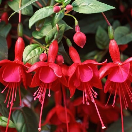 Graines de fleurs de fuchsia rouges fraîches et neuves, 60 pièces
