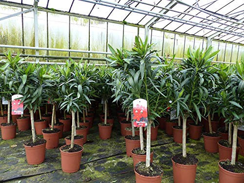 gruenwaren jakubik Oleander Stamm 130-150 cm Nerium Premiumqualität Rosenlorbeer rot, rosa