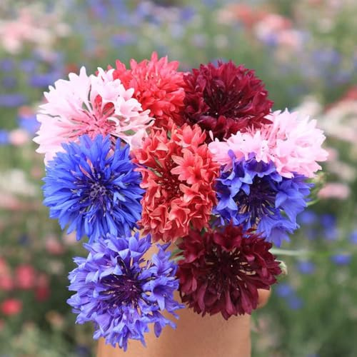 semi di fiordaliso selvatico - resistenti decorazione giardino varietà tradizionali balcone raro 350pcs