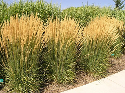 Stauden Gänge 5 x Calamagrostis x acutiflora 'Karl Förster' im 1 Liter Topf (Ziergras/Gräser/Winterhart/Mehrjährig) Reitgras - Top als Sichtschutz Hecke - Aufrechte Eleganz für jeden Garten