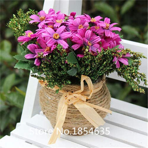 Schwarz: Eingemachte Blumensamen Bellis perennis, Gänseblümchen-Samen, Chrysanthemum Samen, ca. 100 Partikel Bonsai Seed