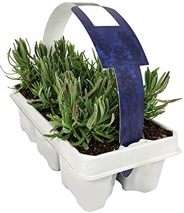 Carbeth Plants Lavender Angustifolia Purple 6 Pack - Fragrant Perennials