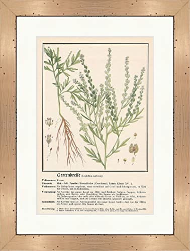 Biller Antik Cresson de jardin Lepidium sativum Cresson Plantes médicinales herbes médicinales 135 encadré