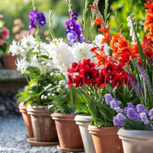 Plant in a Box - Bulbi dall'Olanda - 125 pezzi - Bulbi da fiore - Mix con 5 fiori diversi - Dalie, Gladioli, Fresia, Triteleia - Pianta il tuo giardino estivo in primavera