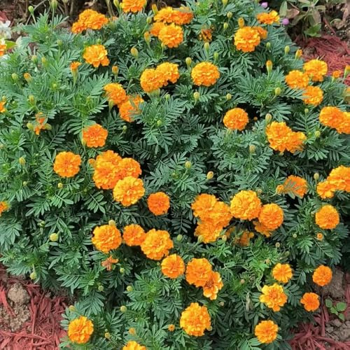 semi tagetes, semi primavera estate, balcone perenni resistenti, decorativi 100pcs