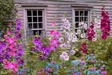 Bel mix di My Best Malvarosa! 20 semi! Combined S/H! Vedere il nostro deposito!