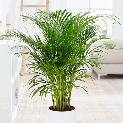 Plant Theory 100cm Dypsis Lutescens Areca Palm Large Bamboo Palm Office House Plant 21cm Pot