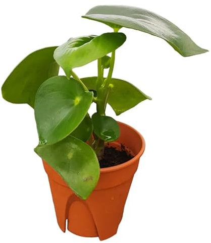 Peperomia Gotas de Jade Natural Planta Tropical de Interior de Cuidado Sencillo