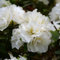 100 semillas de flores de rododendro