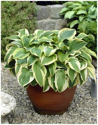 Stauden Gänge 3 x Hosta sieboldiana 'Wide Brim' Funkie, Herzblatt