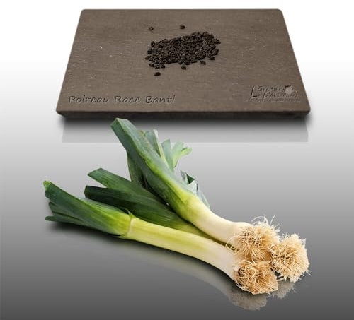 100 graines à semer - Le Grenier d'Abondance - POIREAU Race Banti - Allium porrum
