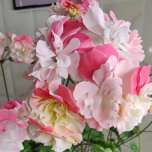 semi di geranio resistenti, pelargonium per il giardino all'esterno decorativi balcone di perenni resistenti 350pcs