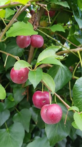 Prunus domestica (De semis) / Prunier commun/Conteneur de 7 à 10 litres Profond/Fruitier/Touffe
