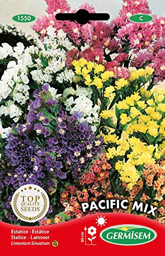 Germisem Pacific Mix Graines de Statice 0.5 g EC1550 Multicolore