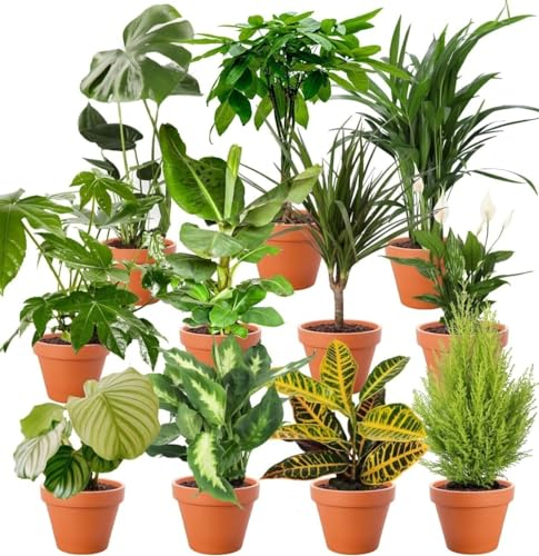 8er-Set-Pflanzenüberraschung | +/- 40-70cm | ø 12-15cm Topf | Pflanzen für Wohnung und Büro, Qualität vom Pflanzen Profi, Schneller Pflanzenversand, Raumbegrünung