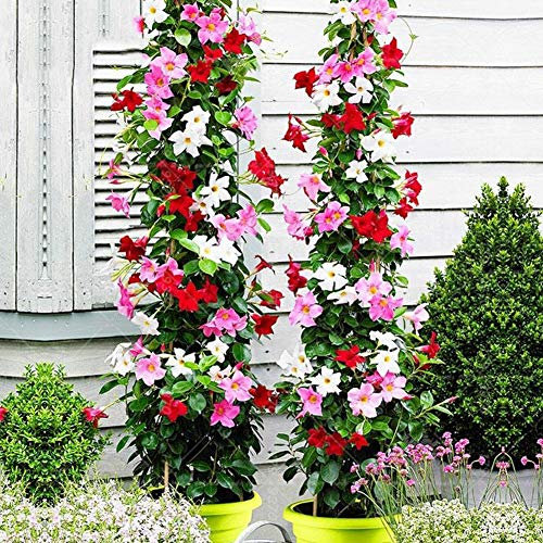 100 Stück Mandevilla Sanderi Samen, Dipladenia Pflanze, Mandevilla Laxa Blumensamen, Winterharte Kübelpflanzen, Klettern Mandevilla Saatgut, Bonsai Blumen Samen für Garten und Balkon (Mehrfarbe)