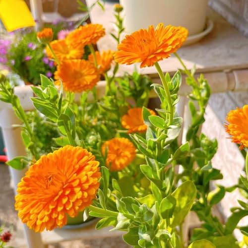 semi di calendula biologici, calendula rare, decorazione del soggiorno di campo, aiuole rialzate, balcone 750pcs