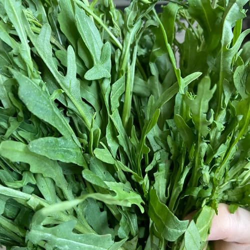 rucolasamen - balkonpflanzen kräutersamen seltene dekoration topfpflanzen zimmerbonsai outdoor kräutergarten steingartenpflanzen gemüsepflanzen winterharte kübelpflanzen gemüsesamen 100pcs
