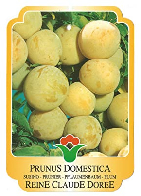 Vannucci Piante - Alberi da frutto, piante vere da frutta, piante giovani, piante da esterno (Susino - Prunus domestica 'Reine Claude Doree')