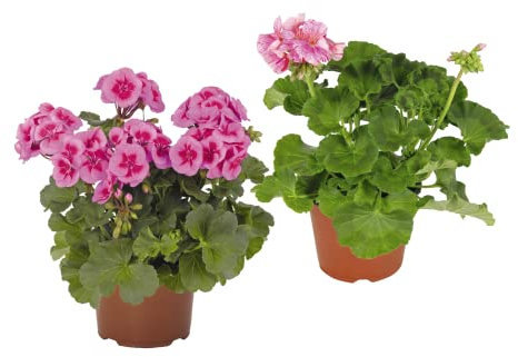 Geranio Pelargonium Pack 2 Unidades de Geranios Plantas Naturales