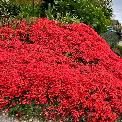 Semilla de tomillo rastrero - Jardín de rocas: resistentes pleno sol jardín rocas con decorativas balcón invernadero 1000pcs