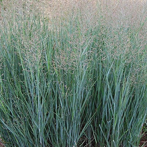3 x Panicum virgatum 'Heavy Metal' im 1 Liter Topf (Ziergras/Gräser/Winterhart/Mehrjährig/Staude/Stauden) Blaue Rutenhirse - Standfest und stilvoll in jedem Garten - von Stauden Gänge
