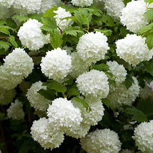 You Garden - Two Viburnum opulus 'Roseum' Snowball Tree in 9cm Pots Ready to Plant Out - Snowball Tree in a 9cm Pot Deciduous Shrubs for Gardens Hardy Plants for Outdoors in Garden Approx Growth 4m