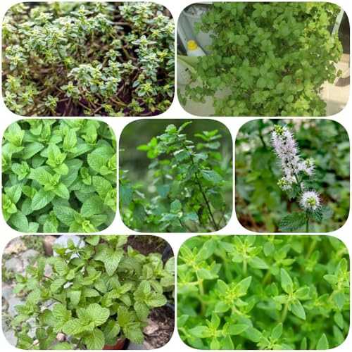 Semi di menta piperita verdi coltivazione di giardino resistenti resistenti per giardini rocciosi vecchie 500pcs