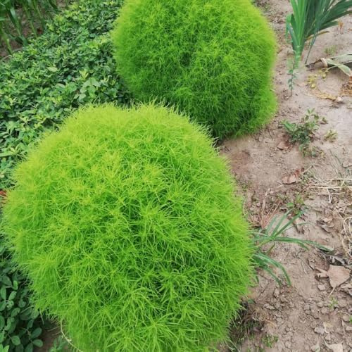 semi di kochia scoparia in crescita cipresso estivo da balcone, rare perenni resistenti per il giardino 400pcs