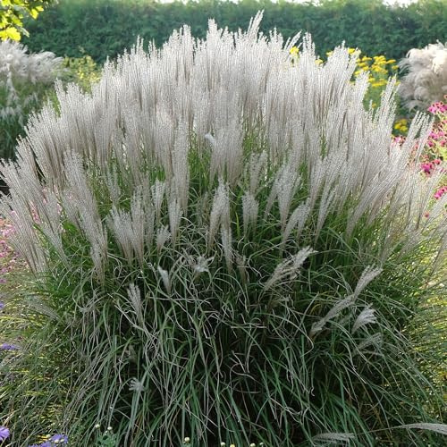 Miscanthus Kleine Silberspinne - Planta de hierba ornamental de doncella