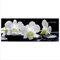 decorwelt Glasbild 125x50 XL Orchidee Schwarz Weiß Panorama Wandbild Glasbilder Deko Glas