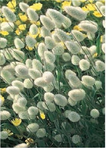 Just Seed - Ornamental Grass - Bunny's Tails Lagurus Ovatus - 100 Seeds