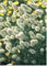 Just Seed - Ornamental Grass - Bunny's Tails Lagurus Ovatus - 100 Seeds