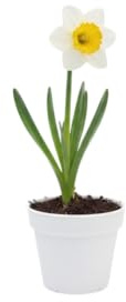 Planta Natural DECOALIVE Narciso Bulbo Vivo de Fácil Cuidado que Aporta Belleza y Frescura
