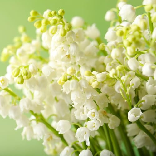 600 Graines de Muguet Résistantes au Froid – Vivaces Non-OGM, Fleurs Parfumées Intérieur & Extérieur, Faciles à Planter
