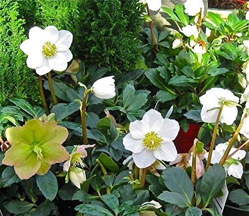 Portal Cool Helleborus 1 Li Christrose, In 13cm Topf 1 Li