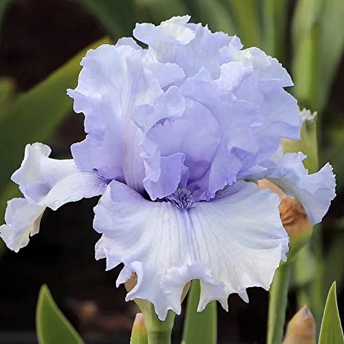 5 Stück schwertlilie gladiolen schwertlilien blau zwiebeln winterhart mehrjährig Iris Hydroponik deko büro hochbeett zwiebel deko pflanze luftreinigende zimmerpflanzen kübelpflanzen