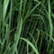 6er-Set Imposantes Riesengras - Miscanthus Floridulus 'Giganteus': Gigantische Schönheit im 9x9cm Topf.