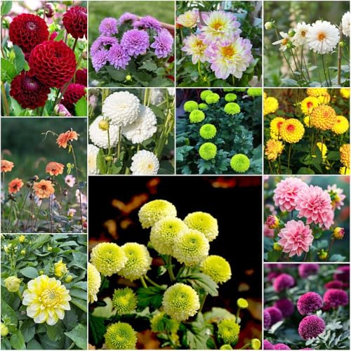 Bulbos de dalia - bulbos temprana - serie de raras perennes resistentes decorativa primavera exóticas resistentes 4pcs