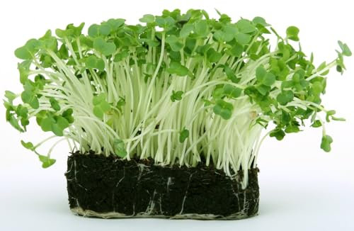 Garden Cress for Sprouts Seeds for Planting UK, Grow Your Own. Easy to Grow Indoor, Outdoor Non-GMO (Garden Cress for Sprouts, 2000 Seeds)