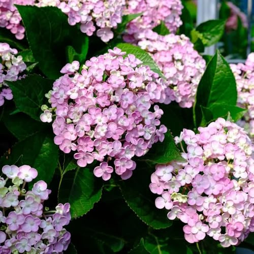 semi resistenti di ortensia, rampicanti, giardino selvatici, vecchie varietà, 500pcs
