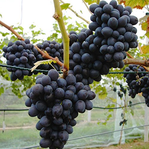 Erdbeertraube Isabella pilzfeste Weinrebe mit blauer Traube ca. 60-100 cm im 3,5 Liter Topf