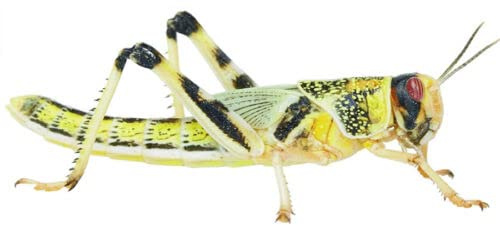 Large Locusts Live Foods - Bulk Bag of 100 (25-35mm) Livefood for Reptiles