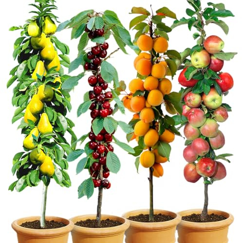 BALDUR Garten 4er-Set Säulenobst 'Naschgarten', Set bestehend aus Birne, Süß-Kirsche, Aprikose & Apfel, platzsparendes, schlank wachsendes Säulenobst, Spalierobst, winterhart, reichtragende Sorten