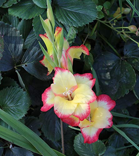 25 Zwerg Gladiolen Las Vegas Blumenzwiebeln (Blumenzwiebeln)