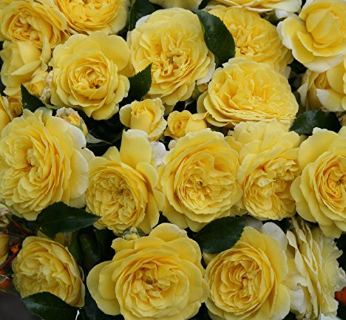 Bodendeckerrose Solero im 4 Liter Rosentopf