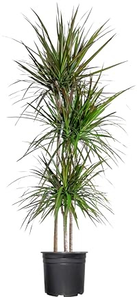 Madagascar Dragon Tree | 1 Extra Large 3 Gallon Plant | Dracaena Marginata | Indoor Air Purifier, Low Maintenance, Tropical Foliage, Office and Home Decor, Easy Care, Live Houseplant