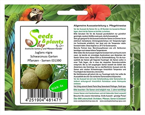 Seeds & Plants Shop by Ipsa Stk - 6x Juglans nigra Schwarznuss Garten Pflanzen - Samen ID1390 - Seeds Plants Shop Samenbank Pfullingen Patrik